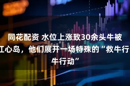 同花配资 水位上涨致30余头牛被困江心岛，他们展开一场特殊的“救牛行动”